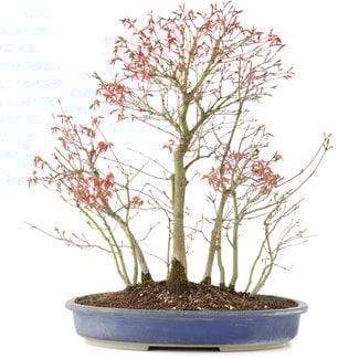 Acer palmatum, 45 cm, ± 12 years old