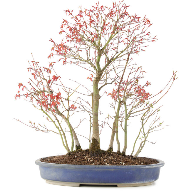 Acer palmatum, 45 cm, ± 12 anni