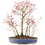 Acer palmatum, 45 cm, ± 12 ans