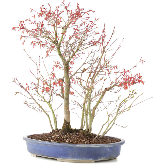 Acer palmatum, 45 cm, ± 12 years old