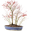 Acer palmatum, 45 cm, ± 12 anni