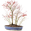 Acer palmatum, 45 cm, ± 12 ans