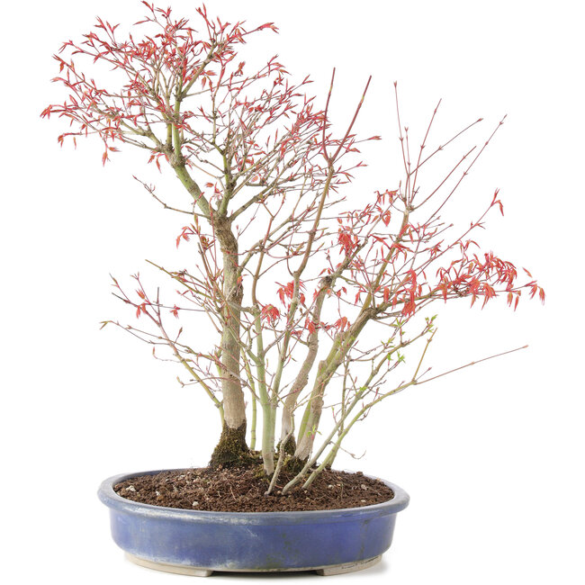 Acer palmatum, 45 cm, ± 12 years old