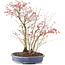 Acer palmatum, 45 cm, ± 12 anni