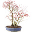 Acer palmatum, 45 cm, ± 12 years old