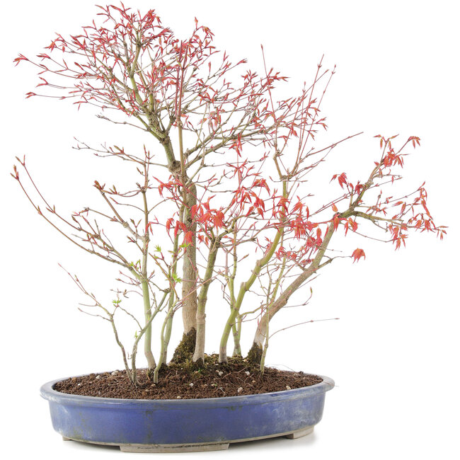 Acer palmatum, 45 cm, ± 12 years old