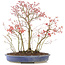 Acer palmatum, 45 cm, ± 12 anni