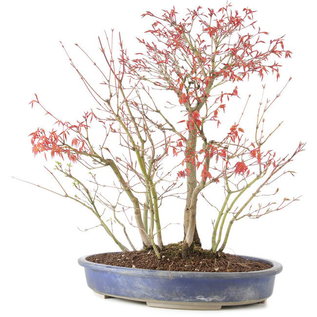 Acer palmatum, 45 cm, ± 12 jaar oud