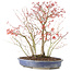 Acer palmatum, 45 cm, ± 12 años