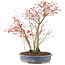 Acer palmatum, 45 cm, ± 12 jaar oud