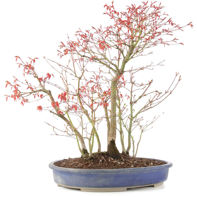Acer palmatum, 45 cm, ± 12 years old