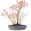 Acer palmatum, 45 cm, ± 12 años