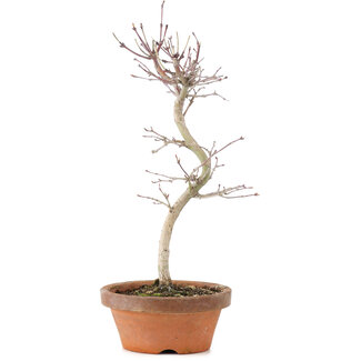 Acer palmatum, 27 cm, ± 5 Jahre alt