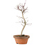Acer palmatum, 27 cm, ± 5 Jahre alt