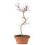Acer palmatum, 27 cm, ± 5 jaar oud