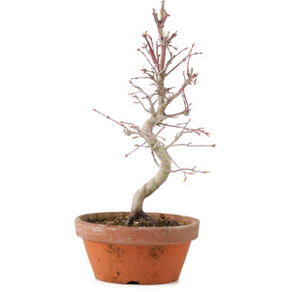 Acer palmatum, 23 cm, ± 5 Jahre alt