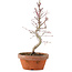 Acer palmatum, 23 cm, ± 5 Jahre alt