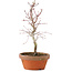 Acer palmatum, 23 cm, ± 5 years old