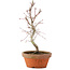 Acer palmatum, 23 cm, ± 5 jaar oud