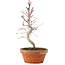 Acer palmatum, 23 cm, ± 5 years old