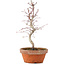 Acer palmatum, 23 cm, ± 5 jaar oud