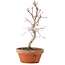 Acer palmatum, 23 cm, ± 5 Jahre alt