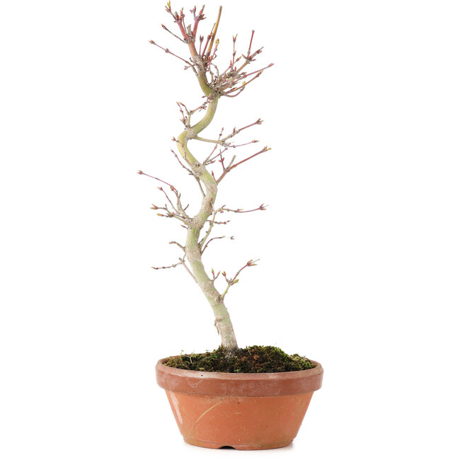 Acer palmatum, 27 cm, ± 5 jaar oud