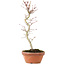 Acer palmatum, 27 cm, ± 5 Jahre alt