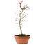 Acer palmatum, 27 cm, ± 5 years old