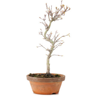 Acer palmatum, 23 cm, ± 5 Jahre alt