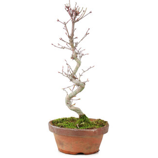 Acer palmatum, 25 cm, ± 5 años