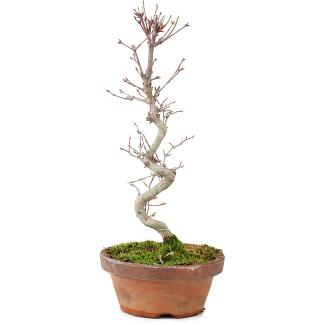 Acer palmatum, 25 cm, ± 5 años
