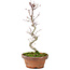 Acer palmatum, 25 cm, ± 5 años