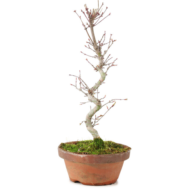 Acer palmatum, 25 cm, ± 5 ans