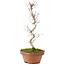 Acer palmatum, 25 cm, ± 5 años