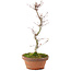 Acer palmatum, 25 cm, ± 5 jaar oud