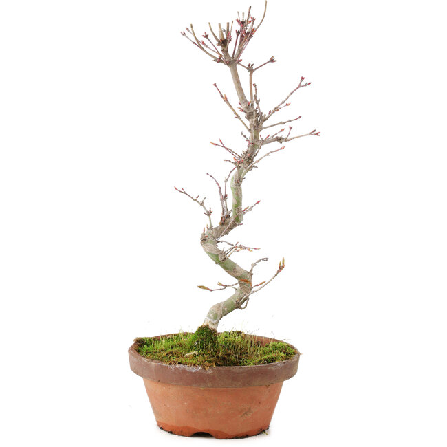 Acer palmatum, 25 cm, ± 5 ans