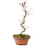 Acer palmatum, 25 cm, ± 5 años
