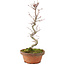 Acer palmatum, 25 cm, ± 5 años