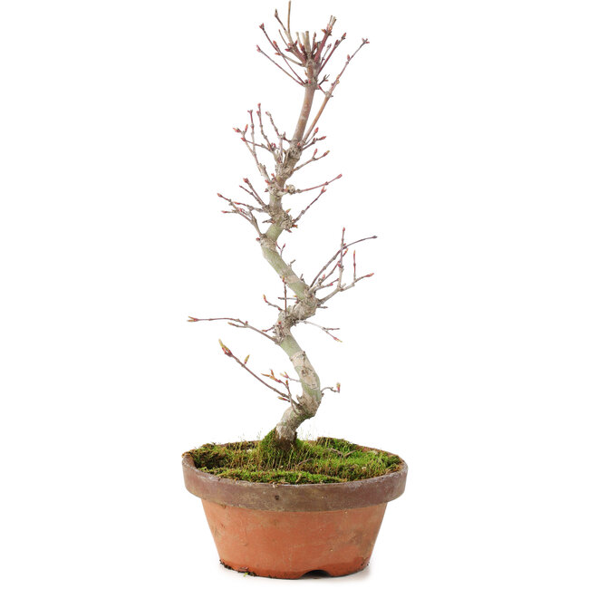 Acer palmatum, 25 cm, ± 5 years old