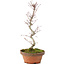 Acer palmatum, 25 cm, ± 5 años