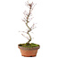 Acer palmatum, 25 cm, ± 5 years old