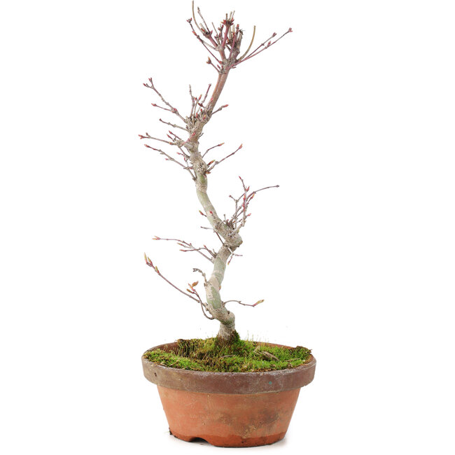 Acer palmatum, 25 cm, ± 5 jaar oud