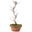 Acer palmatum, 25 cm, ± 5 años