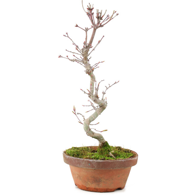 Acer palmatum, 25 cm, ± 5 jaar oud