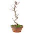 Acer palmatum, 25 cm, ± 5 años