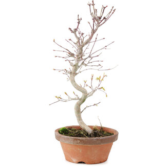 Acer palmatum, 26 cm, ± 5 Jahre alt