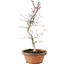 Acer palmatum, 26 cm, ± 5 years old