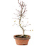 Acer palmatum, 26 cm, ± 5 years old