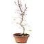 Acer palmatum, 26 cm, ± 5 Jahre alt